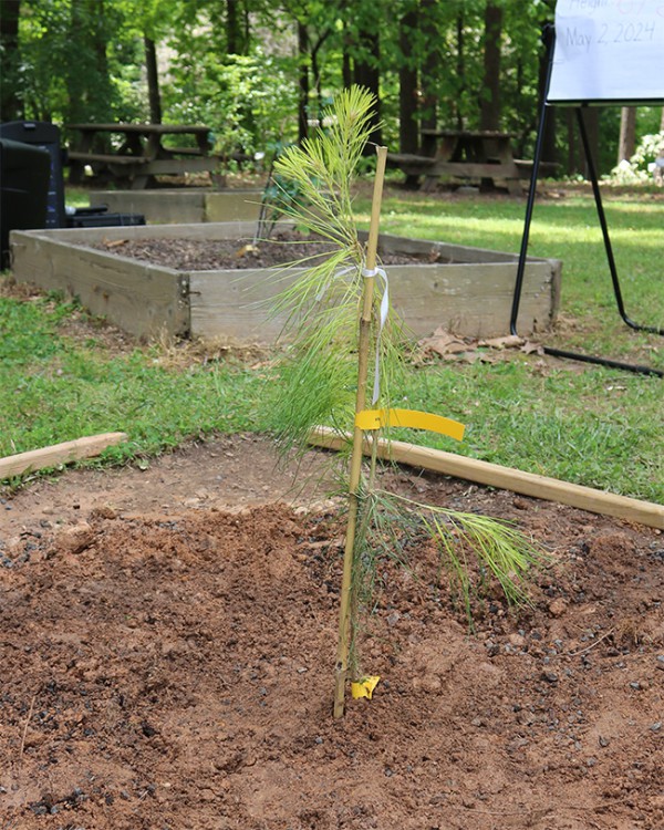 Sagamore Hills Elementary’s Moon Tree Planting – DeKalb County School ...